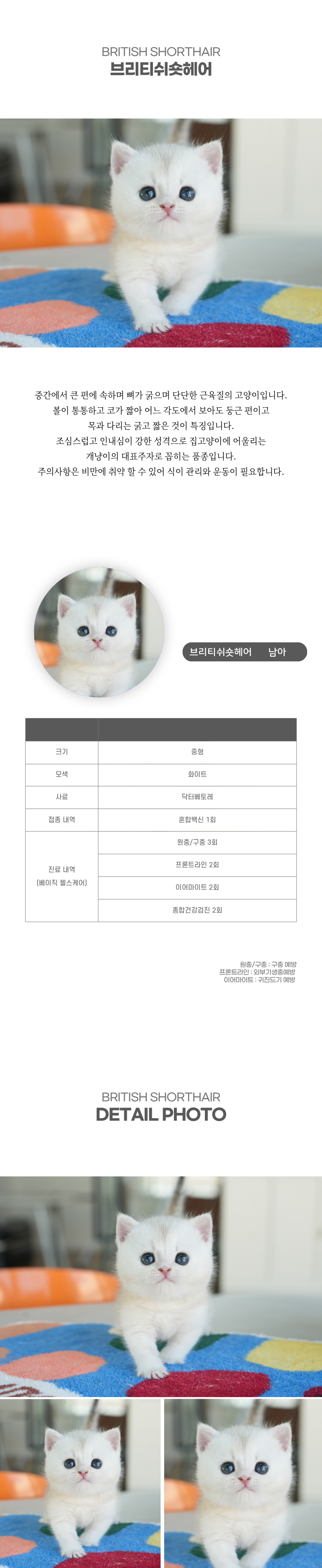 브리티쉬숏헤어_상세이미지_2